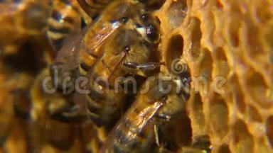 巨大的蜜蜂在蜂巢上